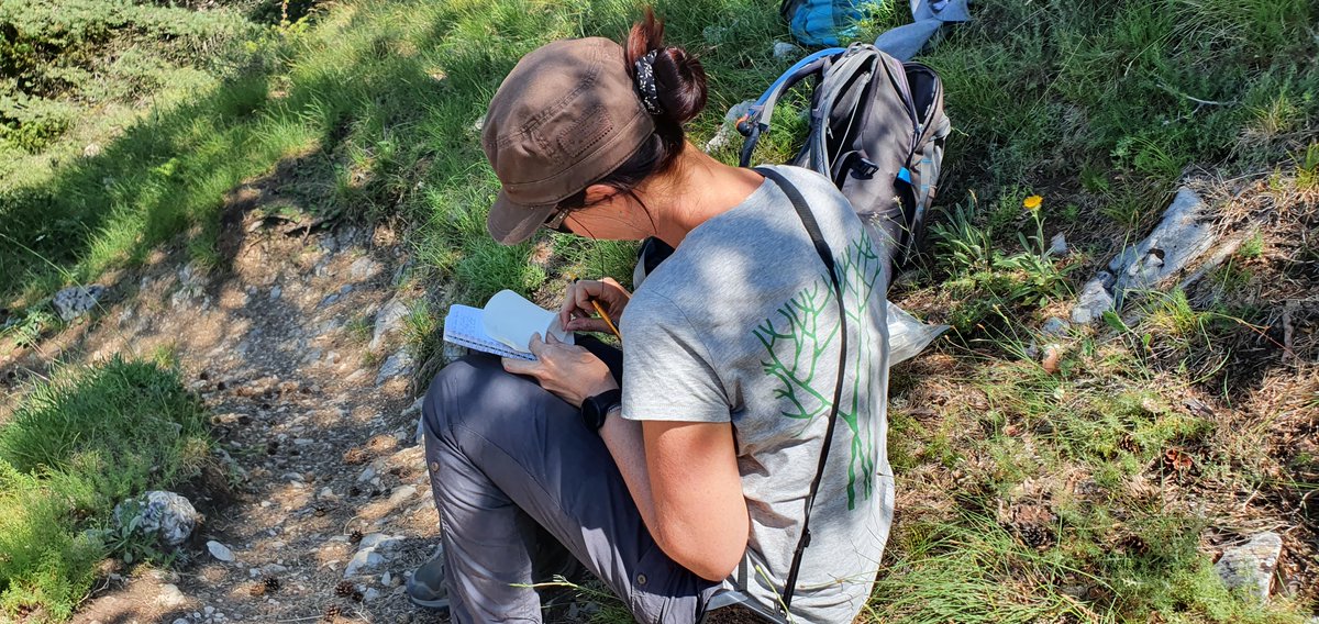 seedforce's tweet photo. #LIFEprojectA inizio primavera il team di CBNMed, partner di #SEEDFORCE che opera in tutte le regioni francesi affacciate sul Mediterraneo, ha raccolto campioni di 𝘎𝘦𝘯𝘵𝘪𝘢𝘯𝘢 𝘭𝘪𝘨𝘶𝘴𝘵𝘪𝘤𝘢 che verranno analizzati geneticamente per seguirne l'evoluzione nel tempo. https://t.co/K42OZj3nDL