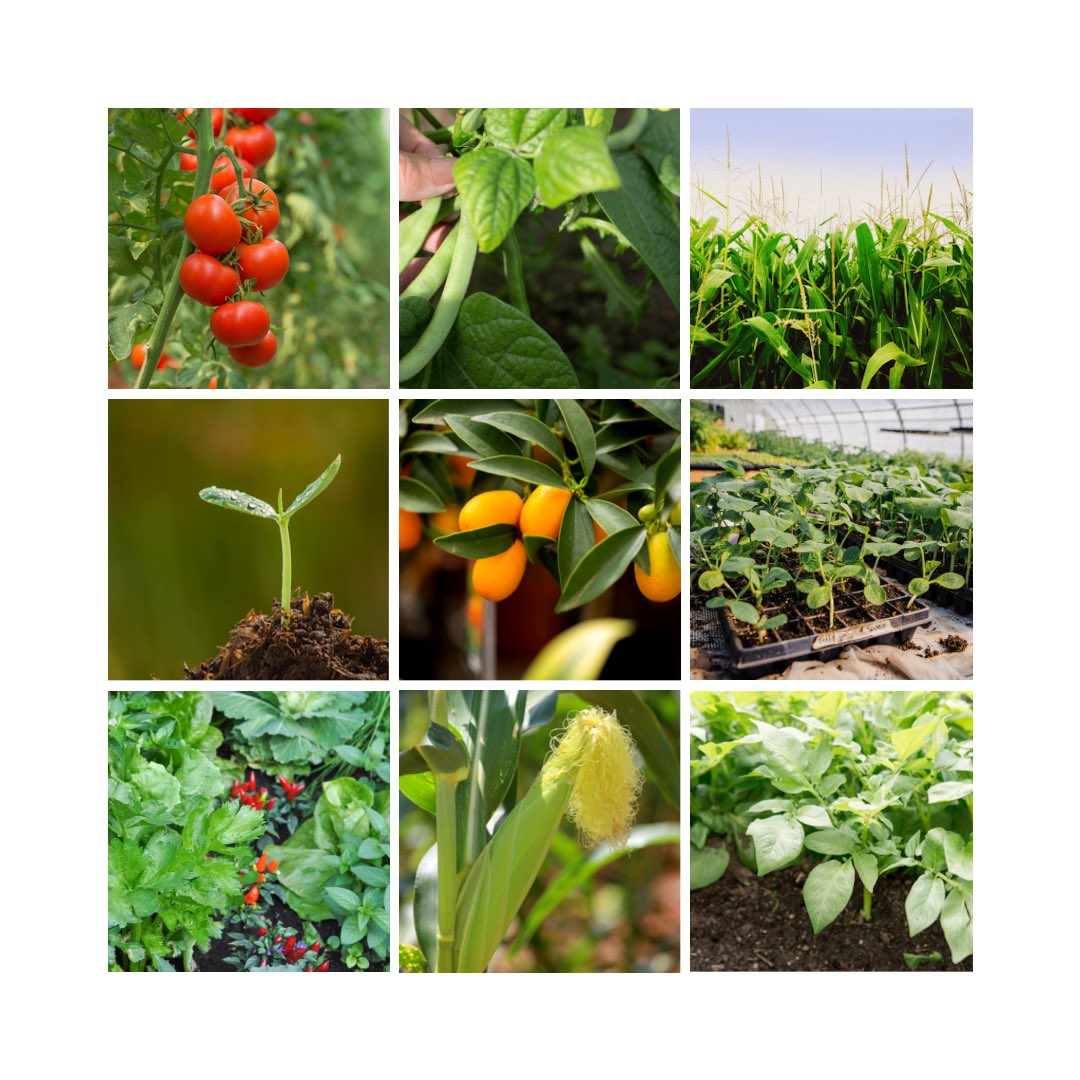IntabaTrading's tweet photo. How can Karate Zeon help you 🧐
Karate Zeon is a synthetic pyrethroid insecticide used for the control of red, spiny and African bollworms and certain other pests in cotton; cutworm in all crops excluding cotton but including tobacco; https://t.co/ndb2sjW8Cl