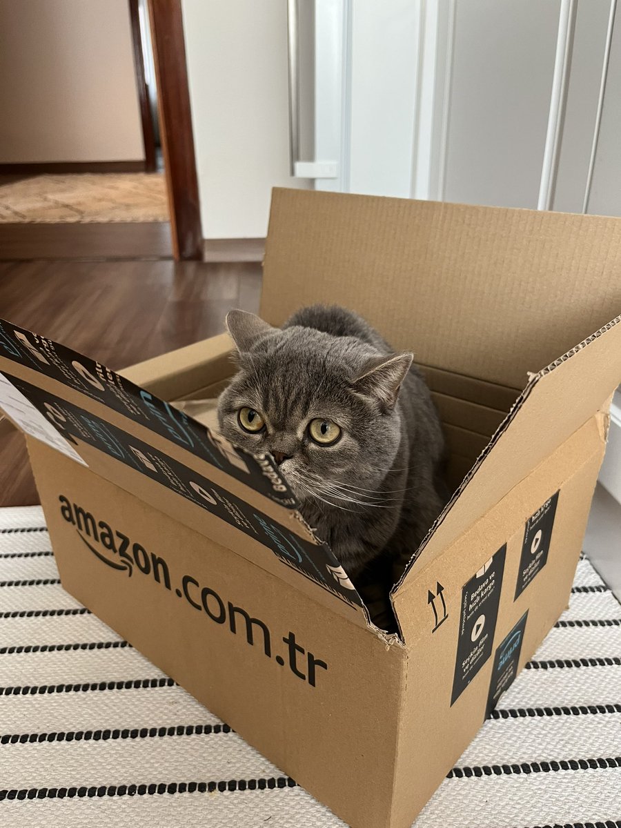 Modem satın aldık, kedi geldi. Yazıklar olsun