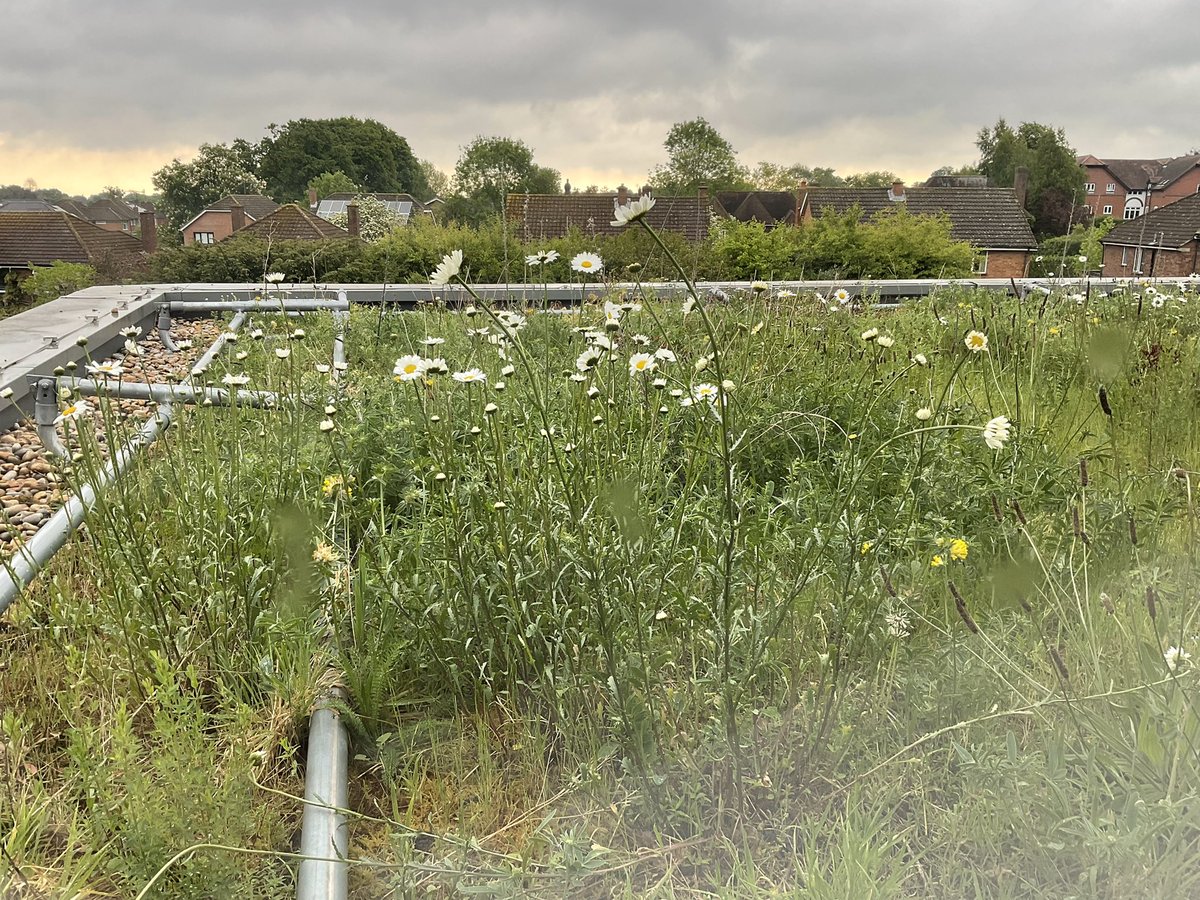 Year8_Tormead tweet media