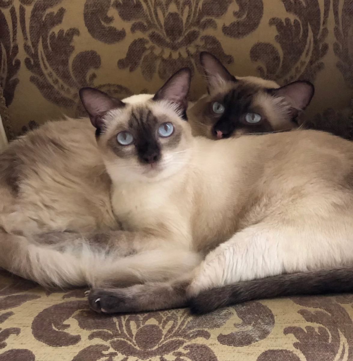 LeafAnimals's tweet photo. ❤️Adopt Bonded Pairs❤️

🍃A bonded pair are two animals who can’t be separated and should be rehomed together.

🍃Adopting two cats at once can ease the transition for both cats. 

🍃It can reduce destructive behavior and keep both cats entertained. 

#cats #AdoptDontShop #Egypt https://t.co/U4rPrZWBjM