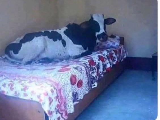 Myke_______'s tweet photo. When you Fail JAMB, this is what your parents see when they walk into your room. https://t.co/6lRfDGBaW0