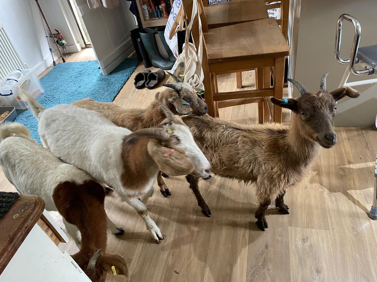 When your neighbour sends you this... apparently they were chasing a runner down the lane.... #goats #goatsoftwitter #escapees