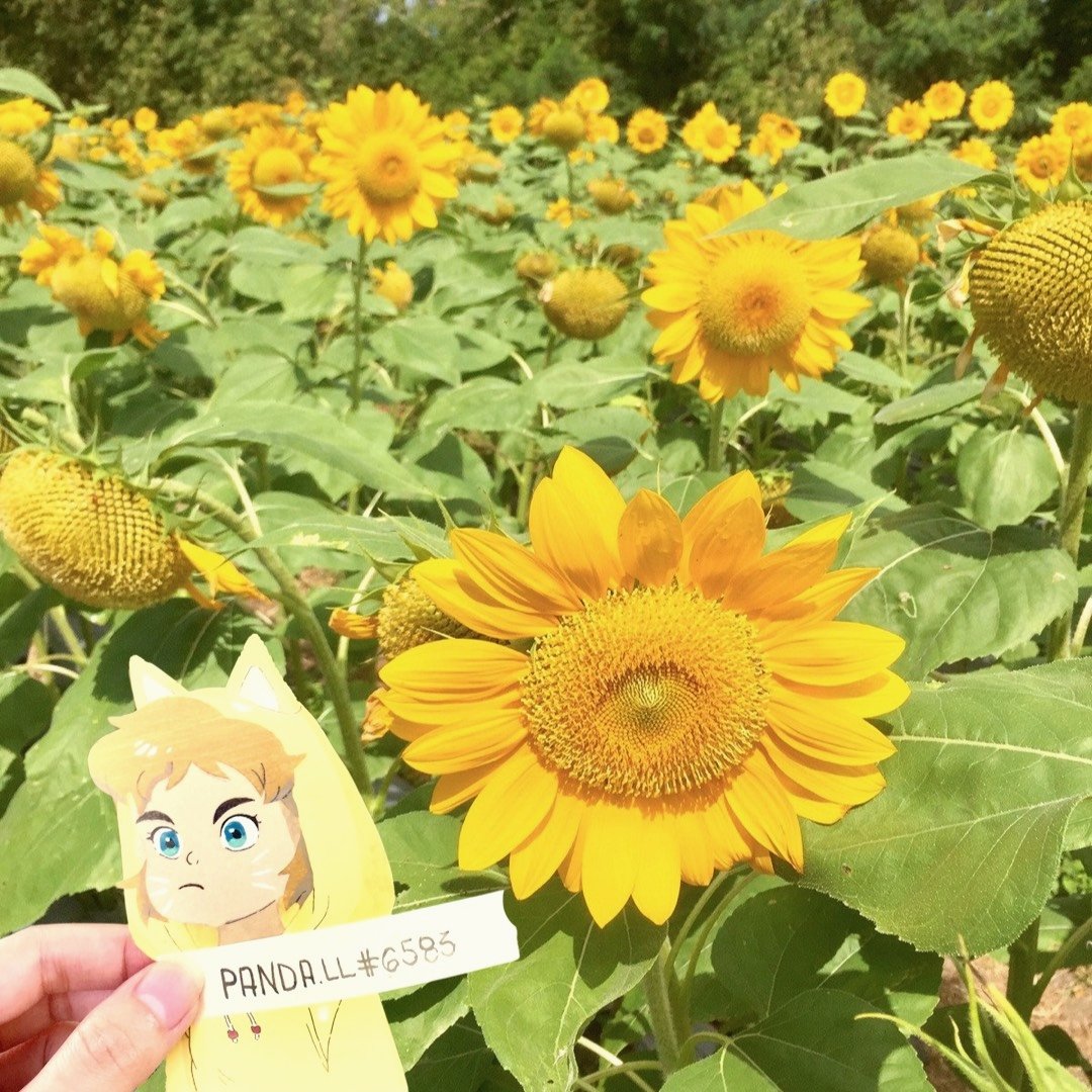 Got the chance to visit the sunflower farm near my place.✨🌻
#IsekaiQuests
