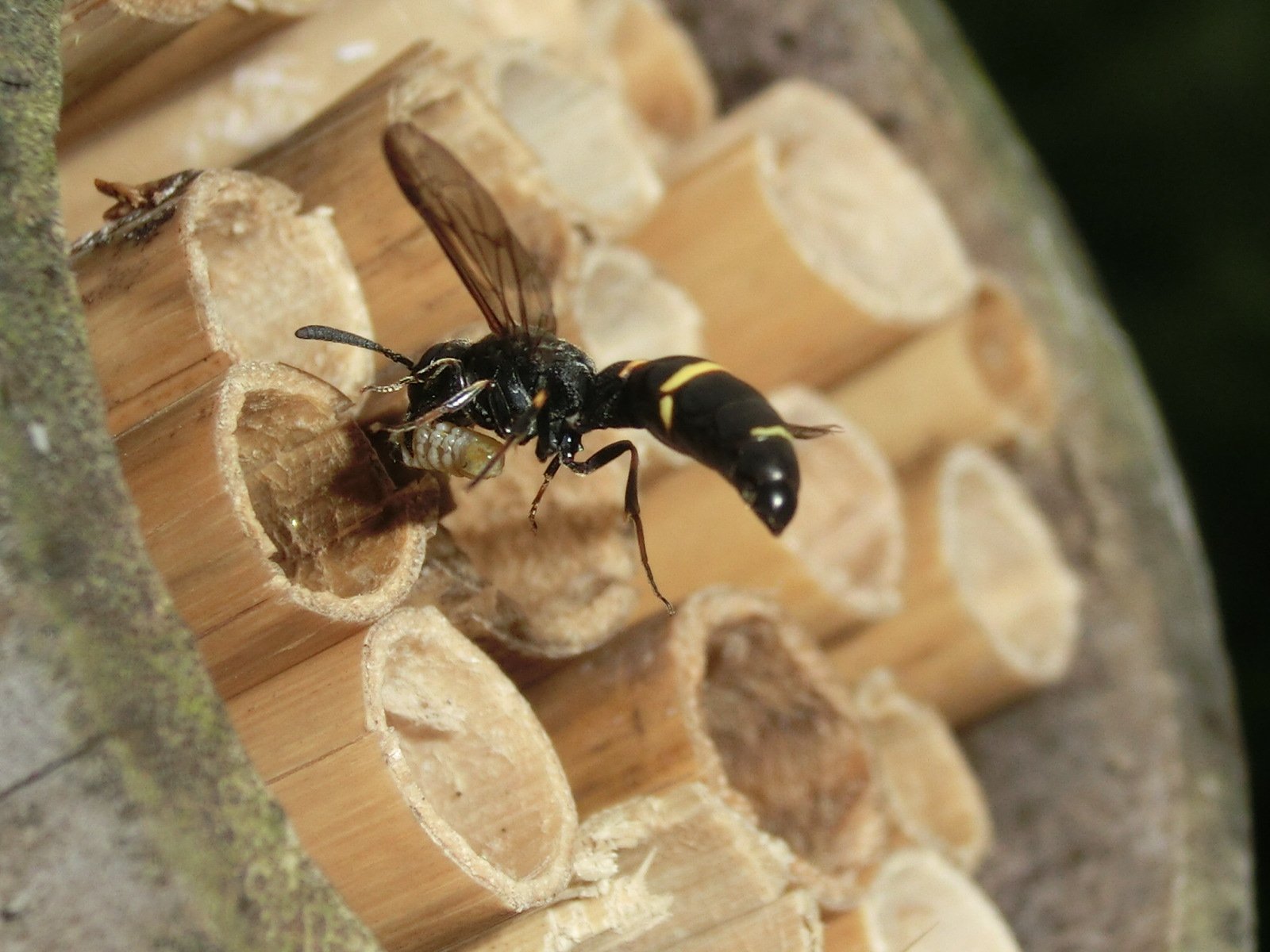 風信子 かのこ 巣穴に獲物 ハムシの幼虫 を運んできたサイジョウハムシドロバチ 昆虫 蜂 ドロバチ T Co Dwzjkbeya3 Twitter