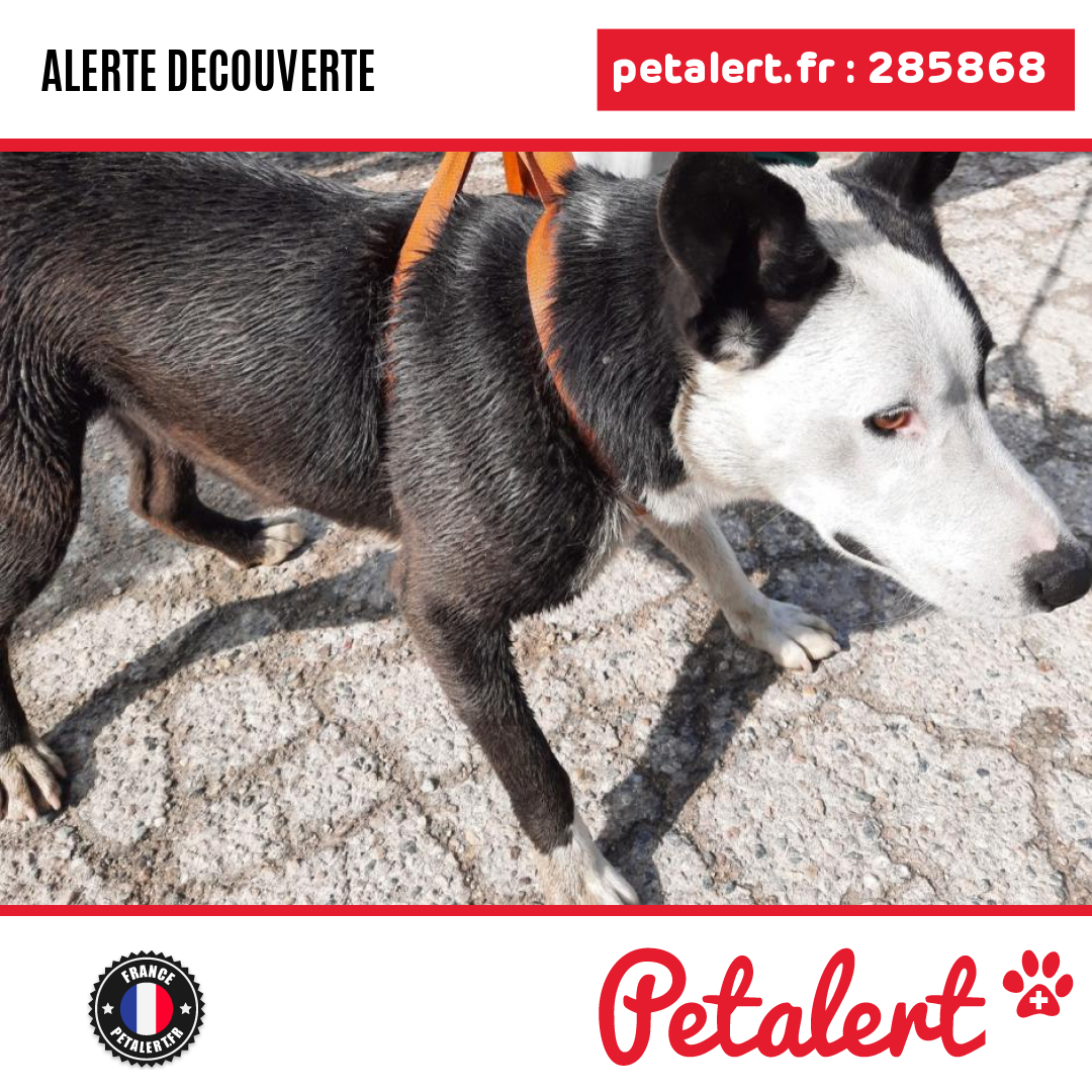 petalert_france's tweet photo. Trouvé #Chien #Cher #Baugy #Petalert #PetAlert18 / https://t.co/wyN4wQ1lht https://t.co/3JJhCczZBv