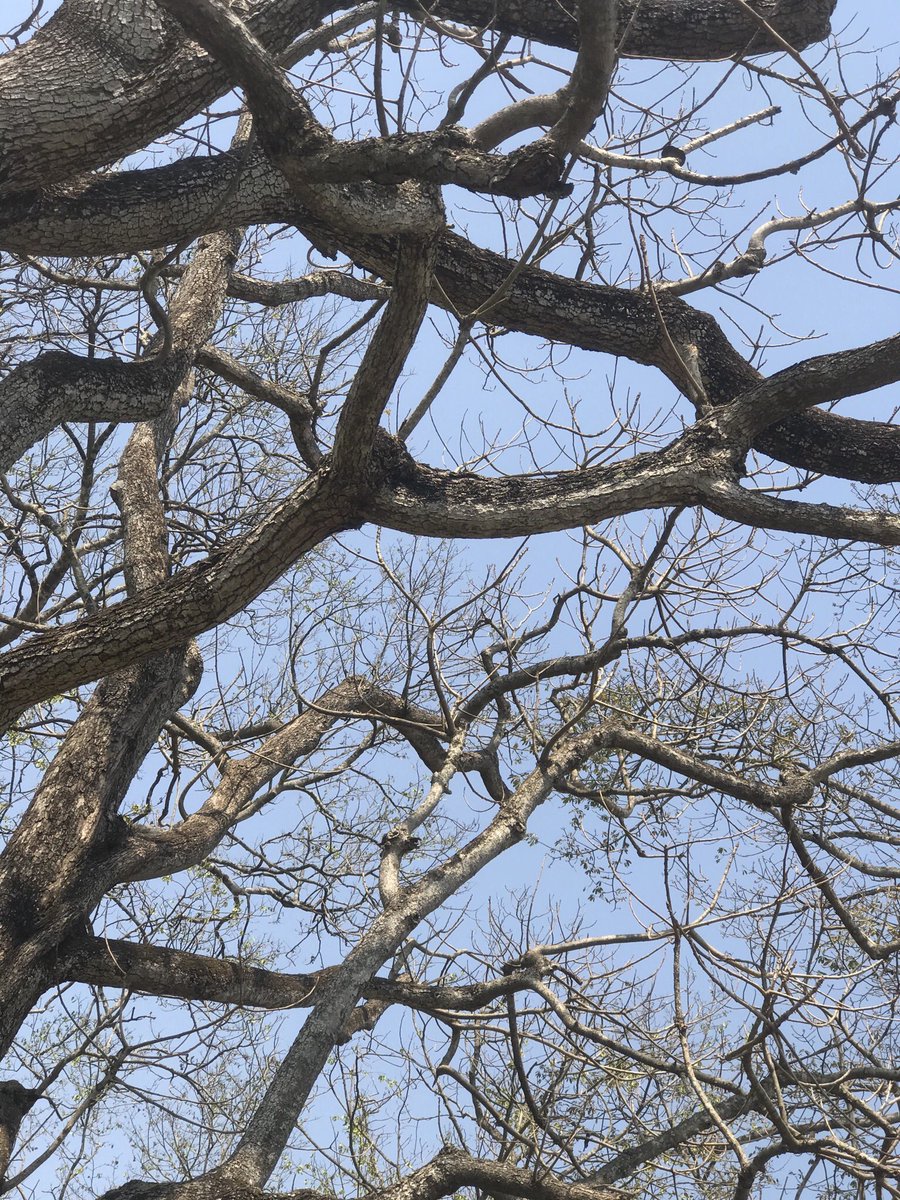 growingtycoon's tweet photo. @Alabitweets @tobi_utd These were last year, with an iPhone 7+ https://t.co/2bjgRrZJfH