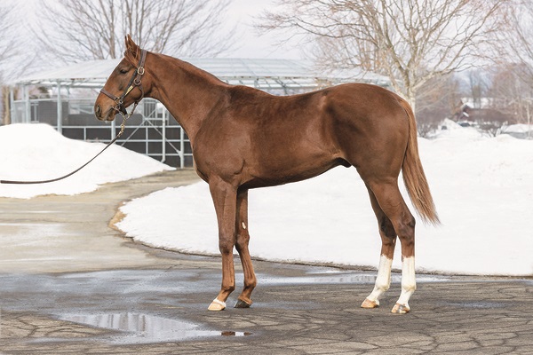 【３度目の…】今朝の #ロミオボス（牡、加藤征、父ストロングリターン、母ジュリエットベール、手前）です🐴奥は #クインズカムイ【美浦捜査官・Ｔ】  