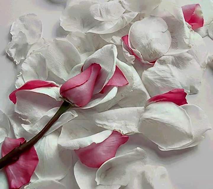 abertsabil9086's tweet photo. وتستحق قلوبنا أن تُحمل على كفوف من الحُب ونستحق ألا نهون أو يُستهان بنا. https://t.co/aETSfCdRuO