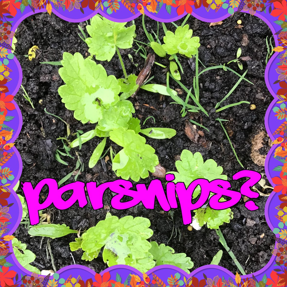 K9_is_my_puppy's tweet photo. Are these parsnips?
We had pretty much given up on our parsnips bed, but while weeding π± we found these new plants πͺ΄ popping up.
We think the leaves π look π like parsnip leaves.
What do the experts think π?
#MDGrowing #Biggrow @giyireland @innocent https://t.co/XhGZVgGVVW
