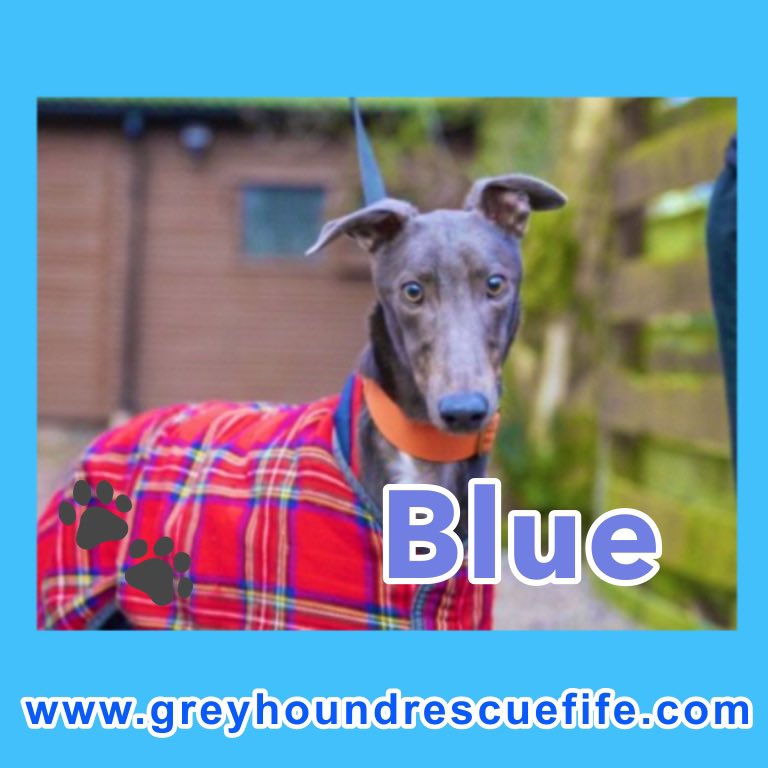 GreyhoundRFife's tweet photo. 🚨CUTE ALERT 👀Blue is the sweetest, loveliest #Greyhound He has been at #GRF for a few months & is gaining confidence. He loves attention, is affectionate & loves #Walkies but no small dogs. Could U offer a #FureverHome More https://t.co/zX5kFdhk7Z #AdoptBlue 💙 #DogOfTheMonth https://t.co/4oL2AXQe2T