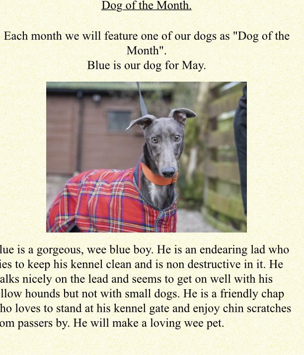 GreyhoundRFife's tweet photo. 🚨CUTE ALERT 👀Blue is the sweetest, loveliest #Greyhound He has been at #GRF for a few months & is gaining confidence. He loves attention, is affectionate & loves #Walkies but no small dogs. Could U offer a #FureverHome More https://t.co/zX5kFdhk7Z #AdoptBlue 💙 #DogOfTheMonth https://t.co/4oL2AXQe2T