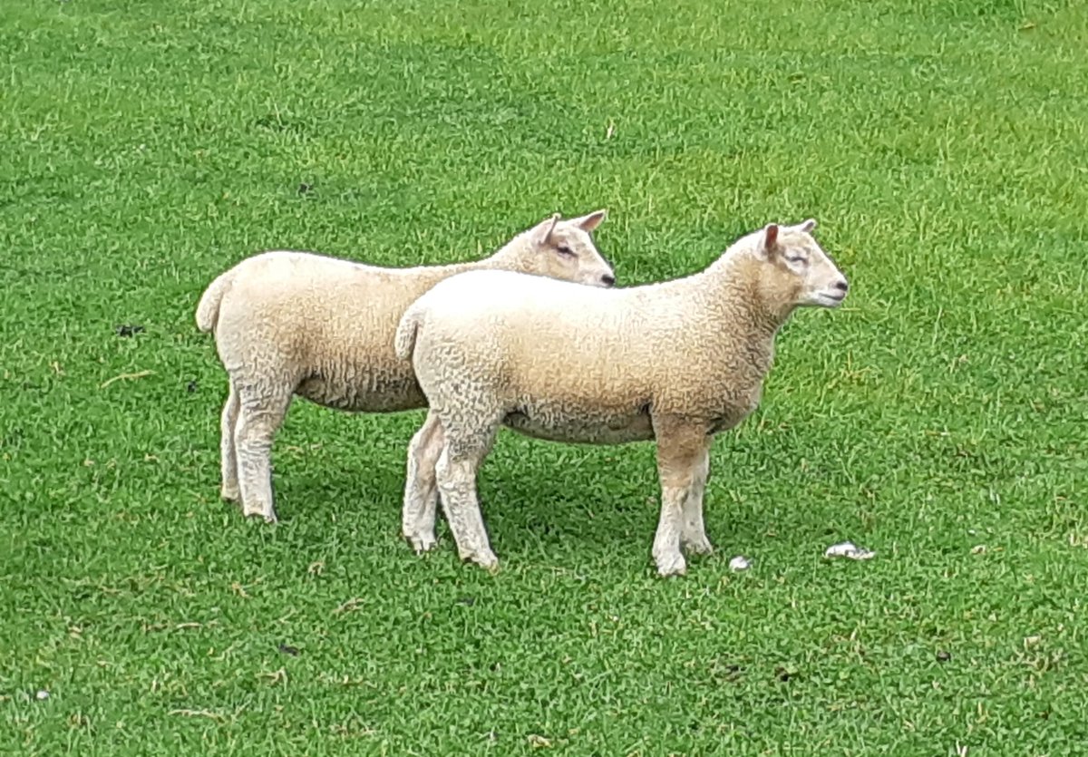 Smallshoot_Sid's tweet photo. These are this years first lambs born exactly 8 weeks ago today.. Aberfield X @logiedurnosheep Beltex. Born as triplets (one Doa), reared as twins. Both at 32kgs today from just Grass!! 💪💪 https://t.co/U37QSrXtiS