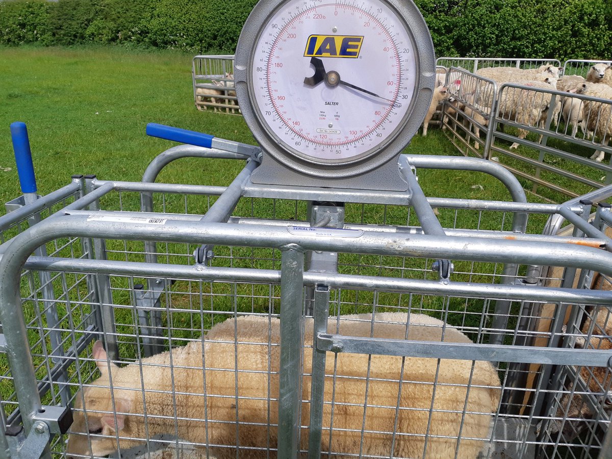 Smallshoot_Sid's tweet photo. These are this years first lambs born exactly 8 weeks ago today.. Aberfield X @logiedurnosheep Beltex. Born as triplets (one Doa), reared as twins. Both at 32kgs today from just Grass!! 💪💪 https://t.co/U37QSrXtiS