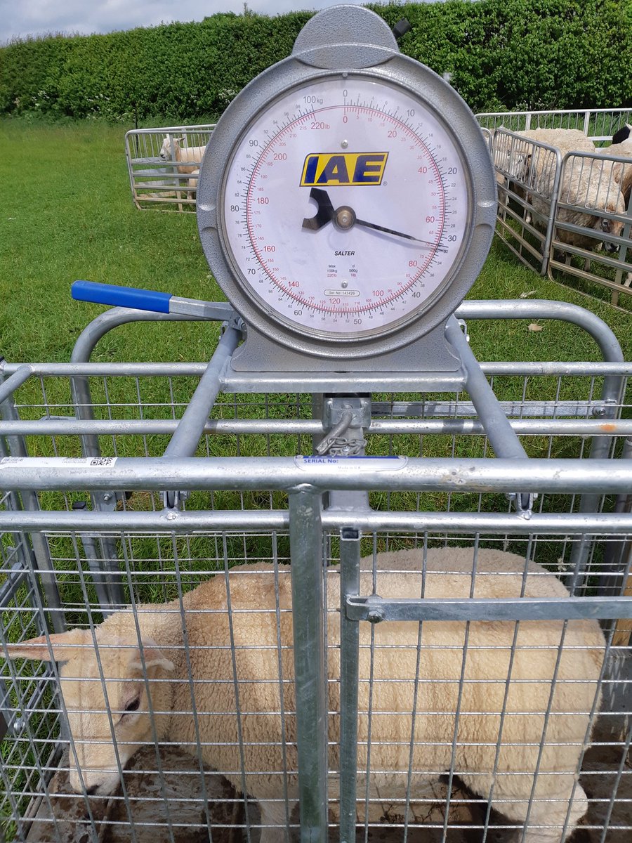Smallshoot_Sid's tweet photo. These are this years first lambs born exactly 8 weeks ago today.. Aberfield X @logiedurnosheep Beltex. Born as triplets (one Doa), reared as twins. Both at 32kgs today from just Grass!! 💪💪 https://t.co/U37QSrXtiS