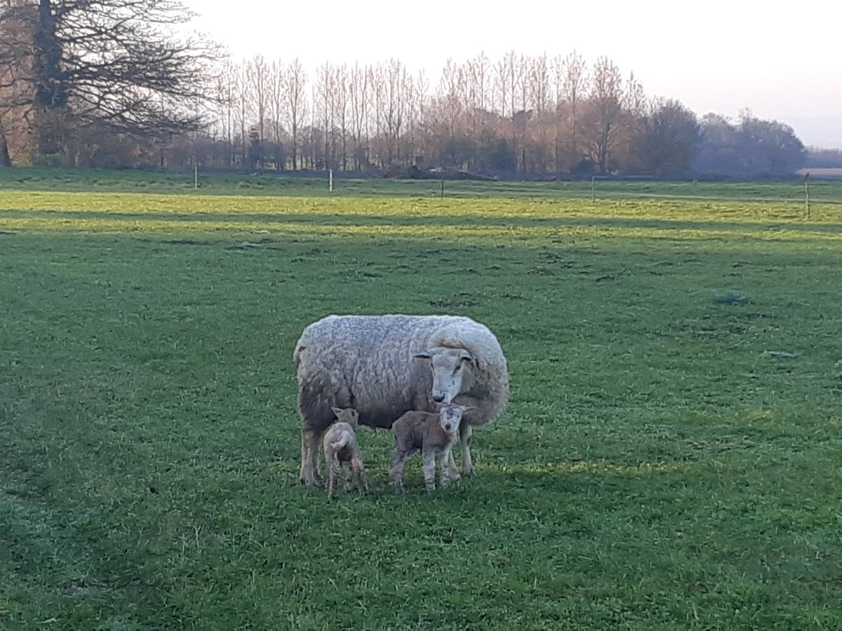 Smallshoot_Sid's tweet photo. These are this years first lambs born exactly 8 weeks ago today.. Aberfield X @logiedurnosheep Beltex. Born as triplets (one Doa), reared as twins. Both at 32kgs today from just Grass!! 💪💪 https://t.co/U37QSrXtiS