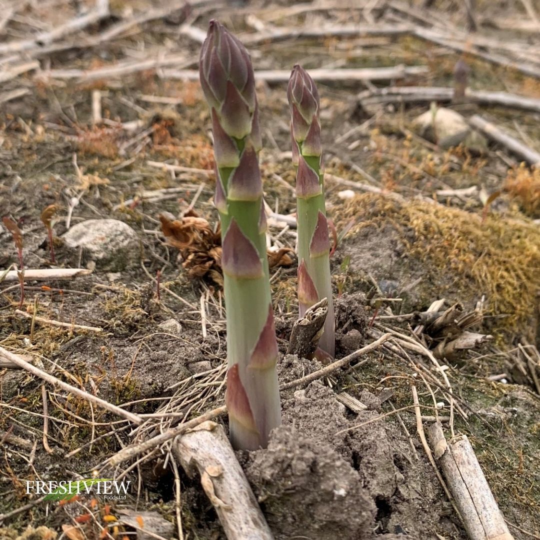 Freshview Foods tweet media