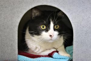 CPCardiffHIC's tweet photo. Meet the handsome Blue. Blue was born outside and a kind person took him in. Blue is a lovely boy that will need time to settle and bond with a special person. Could you give him the chance he needs to have a purrfect companion?😻😻 https://t.co/Oovd1hMw6C