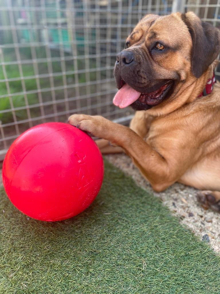 dotslondon's tweet photo. Cont...with lots of cuddles.I can struggle a little meeting & adjusting to new people so my paw-rents need experience with my breed & to have a strong hand! But my love our ways my struggles.
If interested email
foster@dogsonthestreets.org
Subject; COOKIE
#DogsWithNoPostcode https://t.co/8TZz9OlaFc
