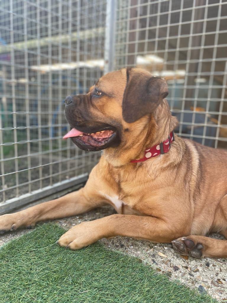 dotslondon's tweet photo. Cont...with lots of cuddles.I can struggle a little meeting & adjusting to new people so my paw-rents need experience with my breed & to have a strong hand! But my love our ways my struggles.
If interested email
foster@dogsonthestreets.org
Subject; COOKIE
#DogsWithNoPostcode https://t.co/8TZz9OlaFc
