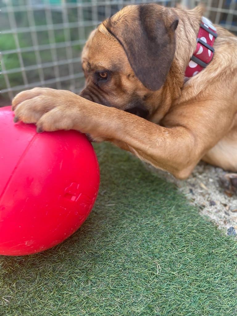 dotslondon's tweet photo. Cont...with lots of cuddles.I can struggle a little meeting & adjusting to new people so my paw-rents need experience with my breed & to have a strong hand! But my love our ways my struggles.
If interested email
foster@dogsonthestreets.org
Subject; COOKIE
#DogsWithNoPostcode https://t.co/8TZz9OlaFc