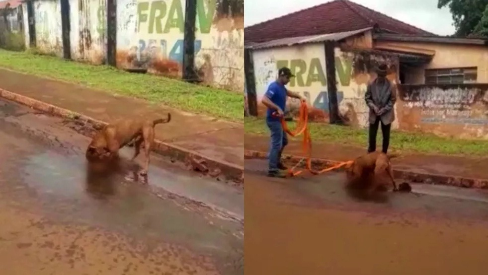 Vira-lata ‘mascote’ de emissora de rádio é atacado por pitbull ao defender funcionária grávida

MATÉRIA:
loucosporradio.com/2022/05/vira-l…