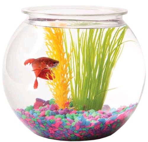 prkpets's tweet image. Brighten your living or office space with this #fishbowl set comprising of; a 5 litre fishbowl, 2 #goldfish, plant decorations, pebbles/gravel and 100ml complimentary #fishflakes

#Prkpets #SteveGuru #PetsinKenya
