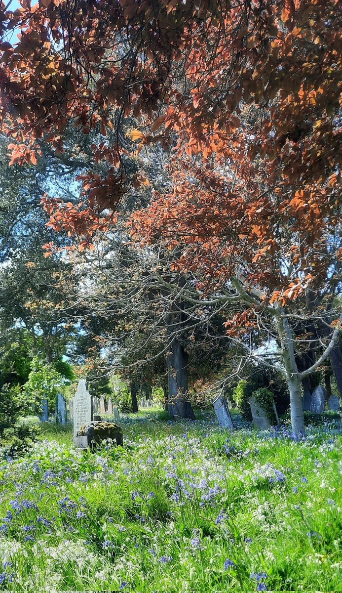 Falmouth old cemetery looking beautiful #falmouth #livingchurchyards #naturefriendly '@falmouthuk '@UkFalmouth