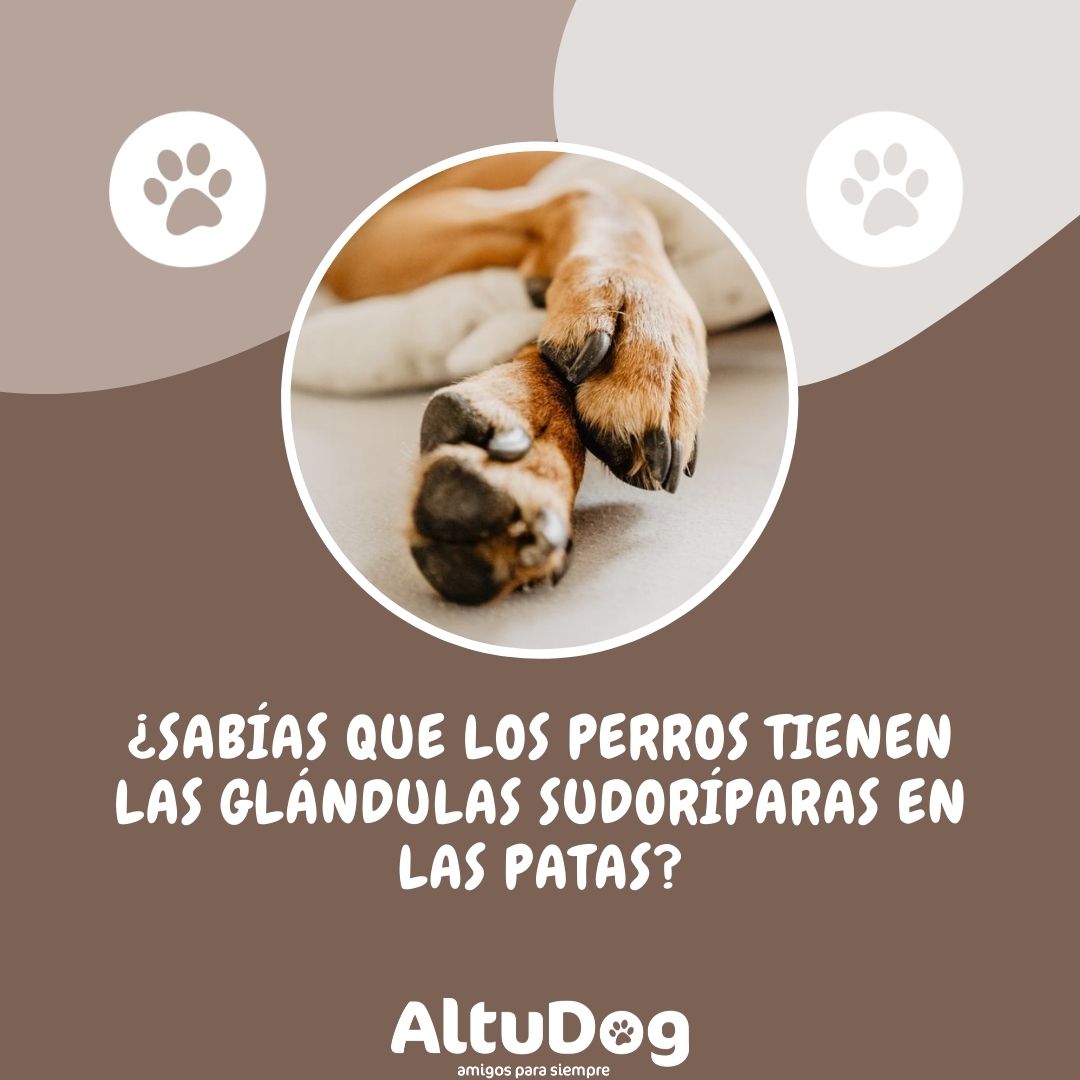 Altudog's tweet image. ¿Sabías que los perros tienen las glándulas sudoríparas en las patas?🐶 ¡Cuéntanos! 😀
.
#AltuDog #AltuDogesfelicidad #curiosidades #curiosidadesdeAltuDog #curiosidadesperrunas #curiosidadesperrunasdeAltuDog #perrosdeAltuDog #perrossanos #perrosfelices