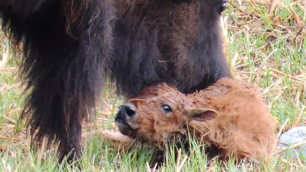 georggmuer's tweet photo. Hello World
First minutes in life of a #bison calf 😍
#Reddog season 🍀 just in time

🎬 https://t.co/6TLnOsvNOI

Lamar Valley
#YellowstoneNationalPark

#BisonCalf #BabyBison #Tatonka #buffalo #YNP150area #Yellowstone150 #Throwback2013 #OTD #HelloWorld #GGMLive #MondayMotivation https://t.co/im2xdLSSnx