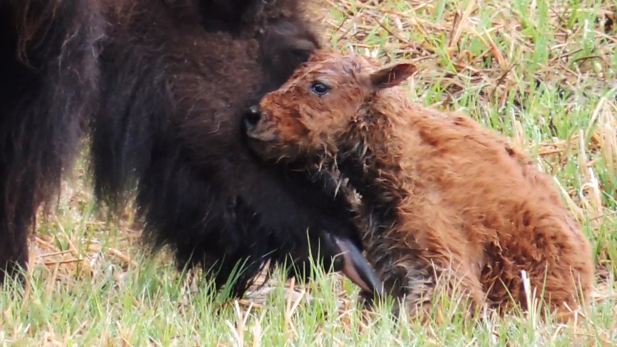 georggmuer's tweet photo. Hello World
First minutes in life of a #bison calf 😍
#Reddog season 🍀 just in time

🎬 https://t.co/6TLnOsvNOI

Lamar Valley
#YellowstoneNationalPark

#BisonCalf #BabyBison #Tatonka #buffalo #YNP150area #Yellowstone150 #Throwback2013 #OTD #HelloWorld #GGMLive #MondayMotivation https://t.co/im2xdLSSnx