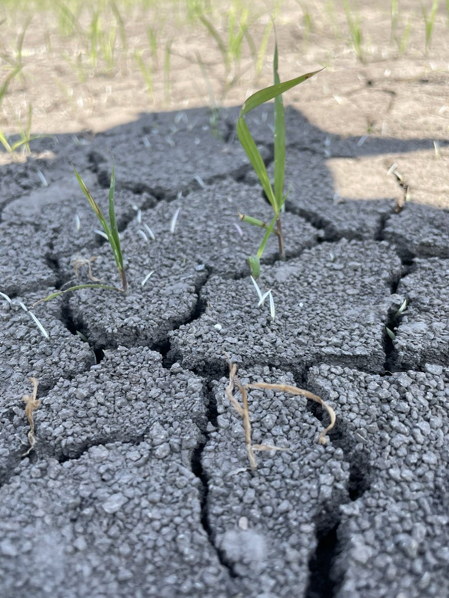 bottoms_sunny's tweet photo. Ricestar HT and clomazone make for a great over/under combo. Ricestar HT still works great on small grasses. @GowanCo https://t.co/OnLlhHTvo0