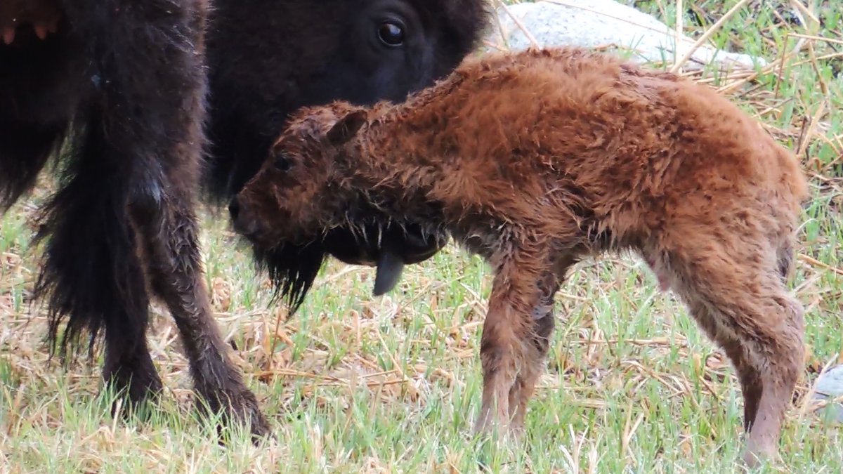 georggmuer's tweet photo. Hello World
First minutes in life of a #bison calf 😍
#Reddog season 🍀 just in time

🎬 https://t.co/6TLnOsvNOI

Lamar Valley
#YellowstoneNationalPark

#BisonCalf #BabyBison #Tatonka #buffalo #YNP150area #Yellowstone150 #Throwback2013 #OTD #HelloWorld #GGMLive #MondayMotivation https://t.co/im2xdLSSnx