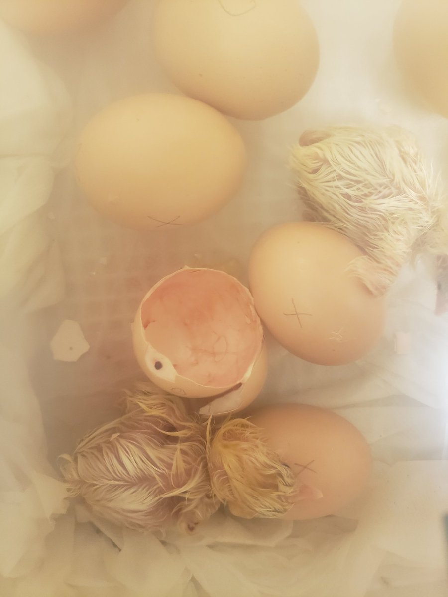 "Eggciting" times in 3rd grade.