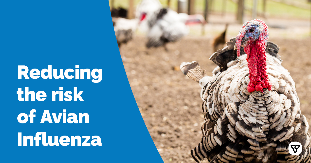 To reduce the spread of avian influenza in the province,  Ontario has temporarily halted the commingling of birds at events such as fairs &amp; competitions. Learn more at omafra.gov.on.ca/english/about/… #ontag