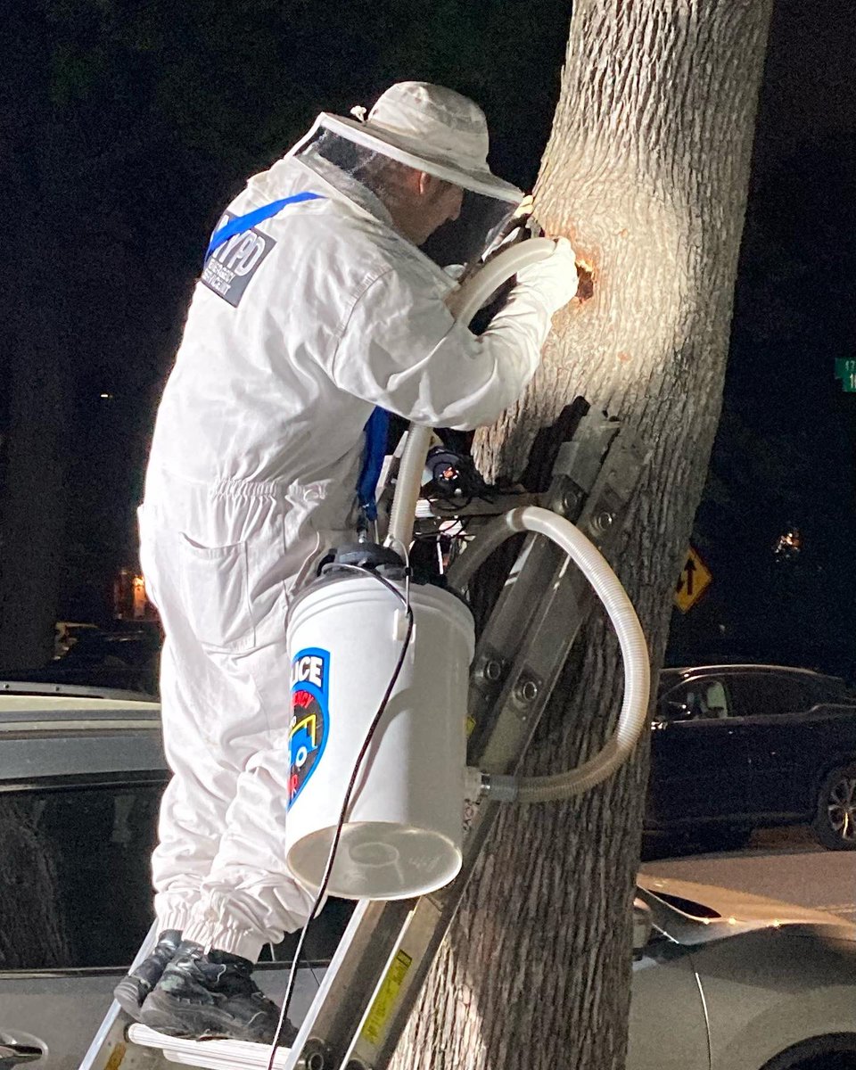 NYPD Bees tweet media