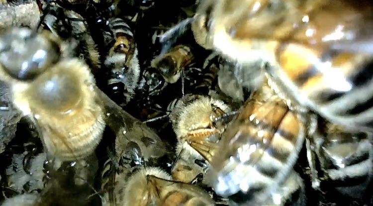 NYPD Bees tweet media