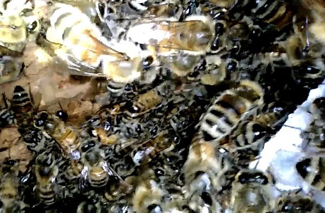 NYPD Bees tweet media