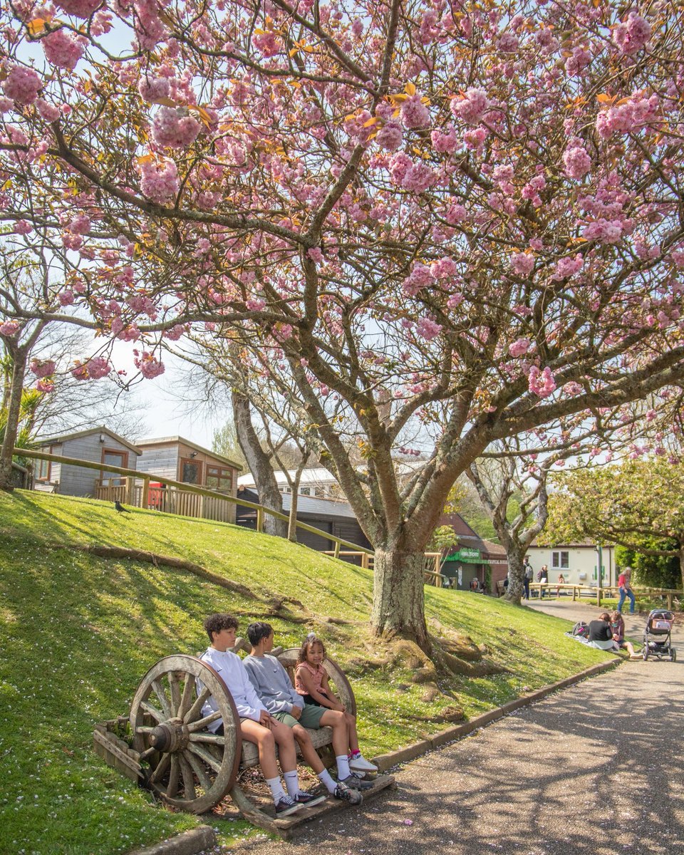 NewquayZoo's tweet photo. Happy Love a Tree Day! 🌳🌴🌲

This is just one of the many magnificent trees that we have here at Newquay Zoo! 🌸

#LoveaTreeDay #SpringintoNature #lovetrees #blossom #spring #newquayzoo #wildplanettrust https://t.co/ZdZbXBxqb5
