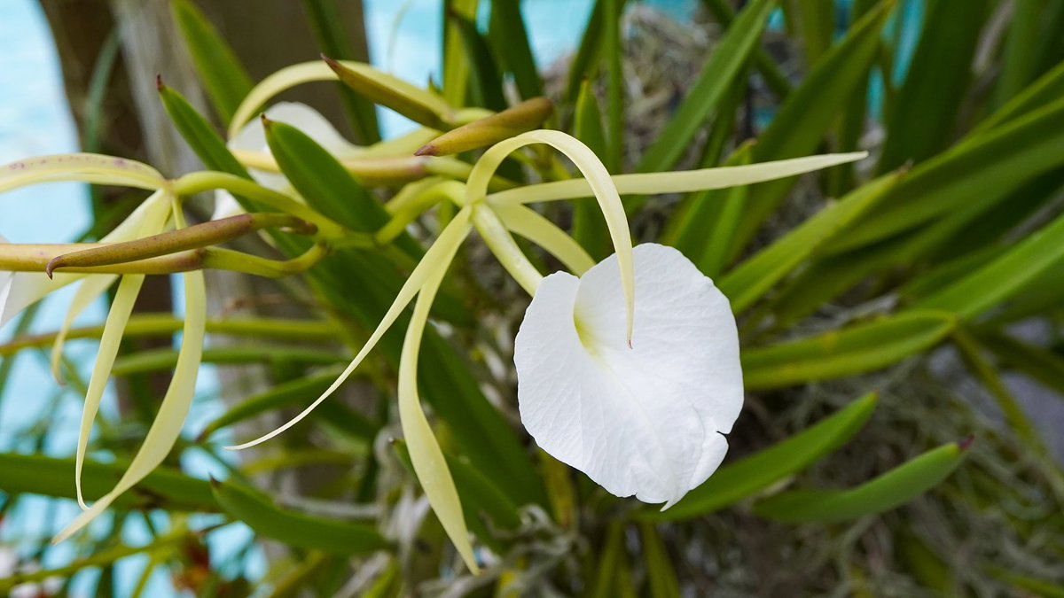 OrchidGroves's tweet photo. Brassavola nodosa ‘mas mejor’ x nodosa ‘remar’ 🌱 great grower and even better bloomer! #Brassavola #Orchid #Flowers #MyGarden #OrchidGroves https://t.co/ZTfe5qVs3b