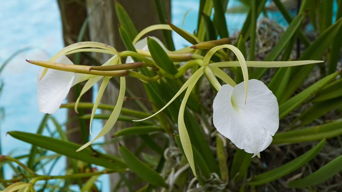 OrchidGroves's tweet photo. Brassavola nodosa ‘mas mejor’ x nodosa ‘remar’ 🌱 great grower and even better bloomer! #Brassavola #Orchid #Flowers #MyGarden #OrchidGroves https://t.co/ZTfe5qVs3b