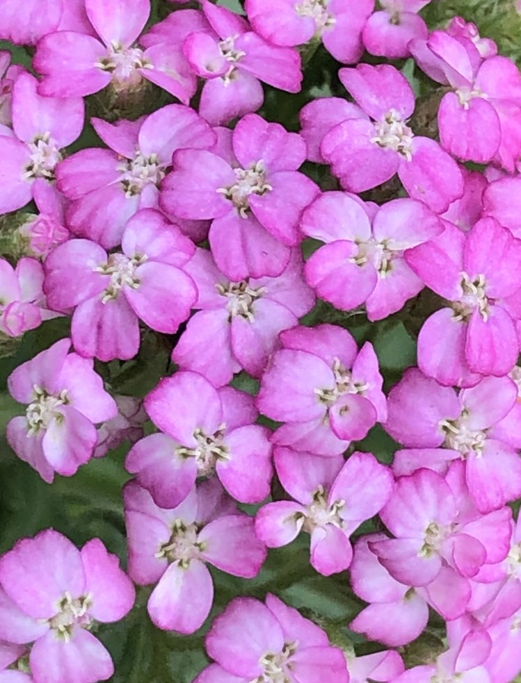 Yarrow is flowering in my garden #wildflowerhour #PinkFamily