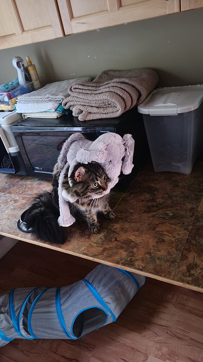 Kushmysta's tweet photo. @memesiwish My two beautiful cats https://t.co/bFBdfQIZJ7