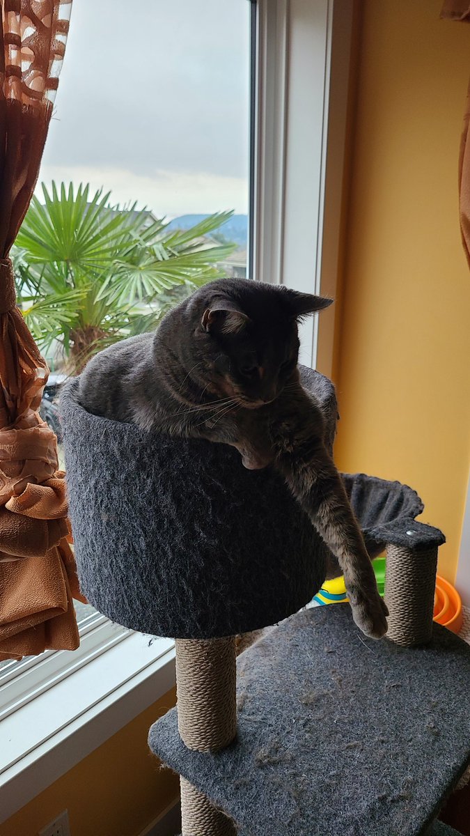 Kushmysta's tweet photo. @memesiwish My two beautiful cats https://t.co/bFBdfQIZJ7