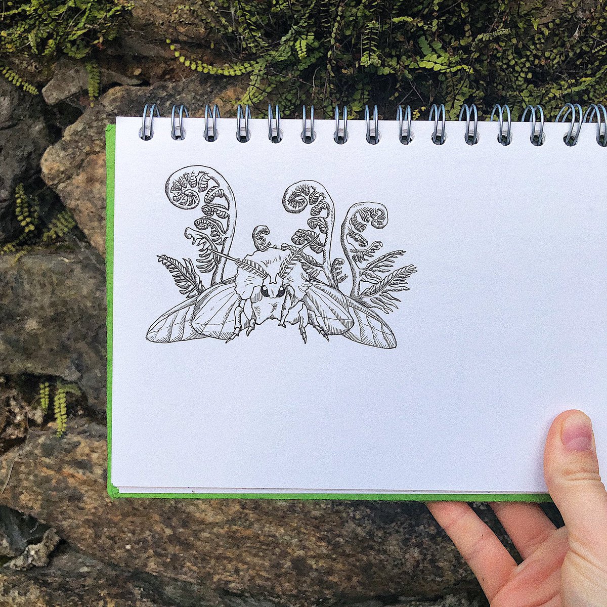 🌹 moth studies and roses 🌹