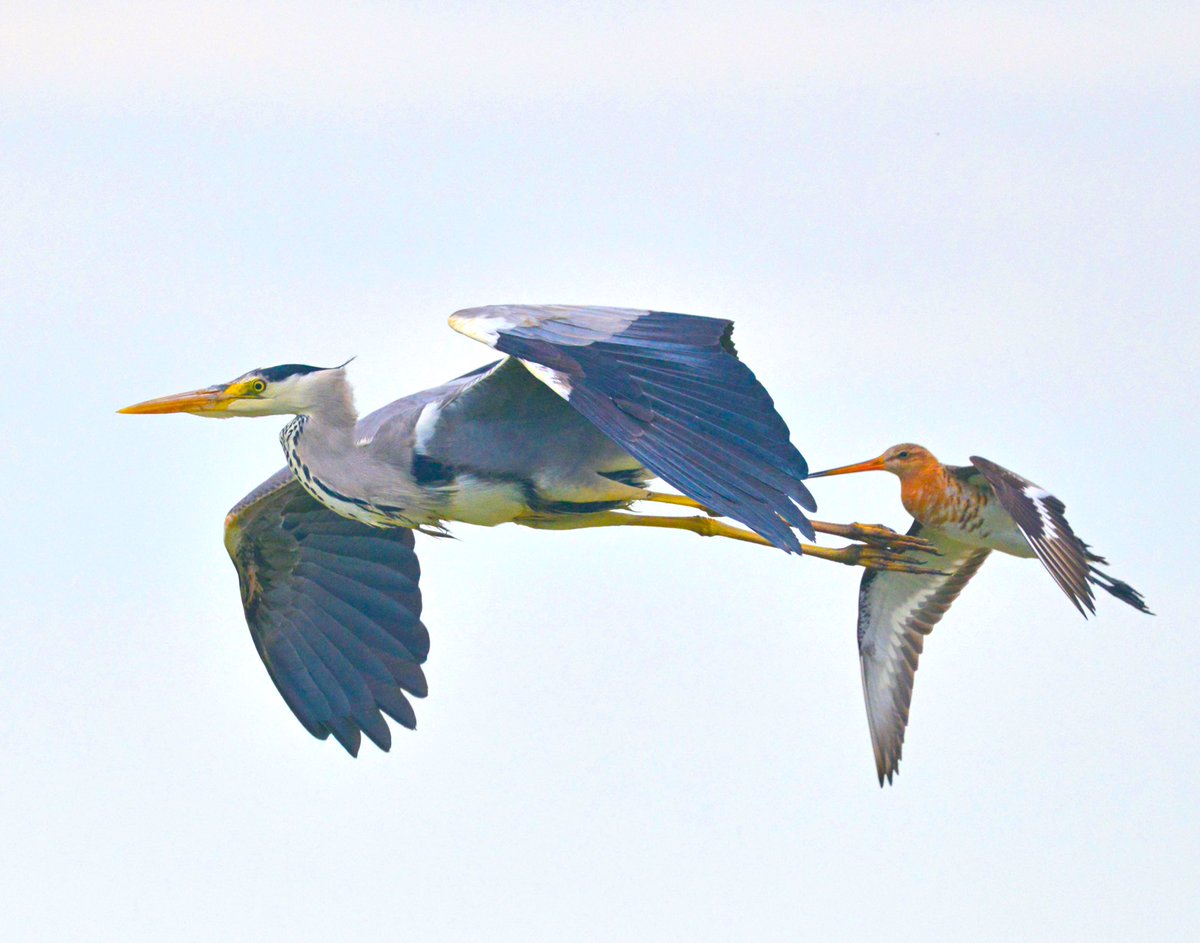 GerhardKornelis's tweet photo. Dat er bij sommige #gruttos de eerste eieren al zijn uitgekomen, weet deze #blauwereiger niet. Voor de zekerheid prikt (pa) #grutto nog even in z’n body...#Lauwersmeer. https://t.co/19mYJRa2hM