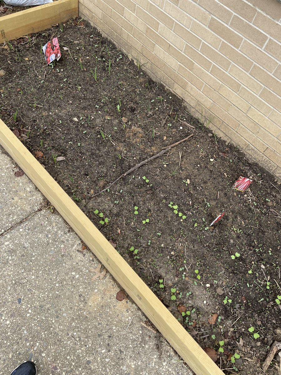 The seeds have made great progress through the weekend! 🧅 

<a href="/ObhsEnvi/">OBHS Environmental Club</a>