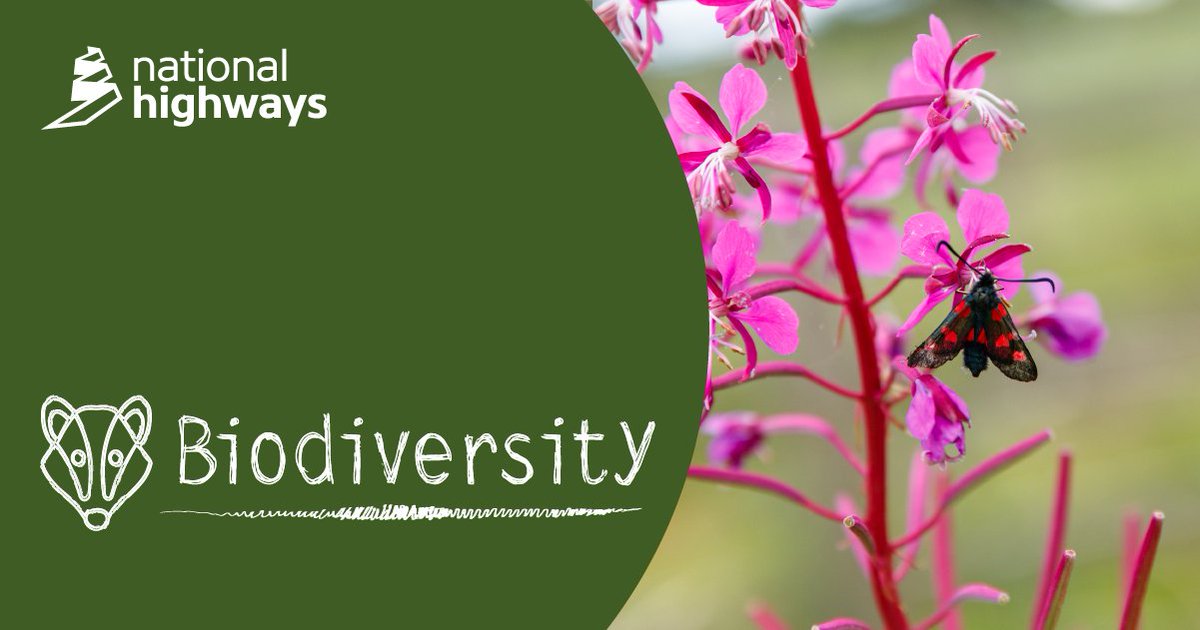 We've partnered with <a href="/WildlifeTrusts/">The Wildlife Trusts</a> to launch 'Network For Nature', a £6 million programme to enhance, restore and recreate 690 ha of woodlands, grasslands, rivers and wetlands near the Strategic Road Network. #BiodiversityWeek #Network4Nature

▶️ nationalhighways.co.uk/about-us/natio…