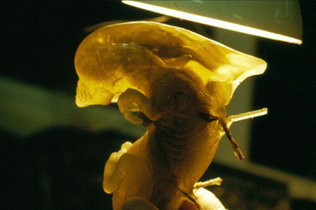 avpgalaxy's tweet photo. Alien 3 offered us our first look at an embryonic chestburster inside a host when Ripley uses the scanner aboard the EEV to confirm her fears. 1/2 #Alien3 #Alien330th #30DaysFor30Years #AmalgamatedDynamicsInc #Xenomorph #XenomorphXX121 #Chestburster #Alien #PracticalEffects https://t.co/5CAlkDfOMl