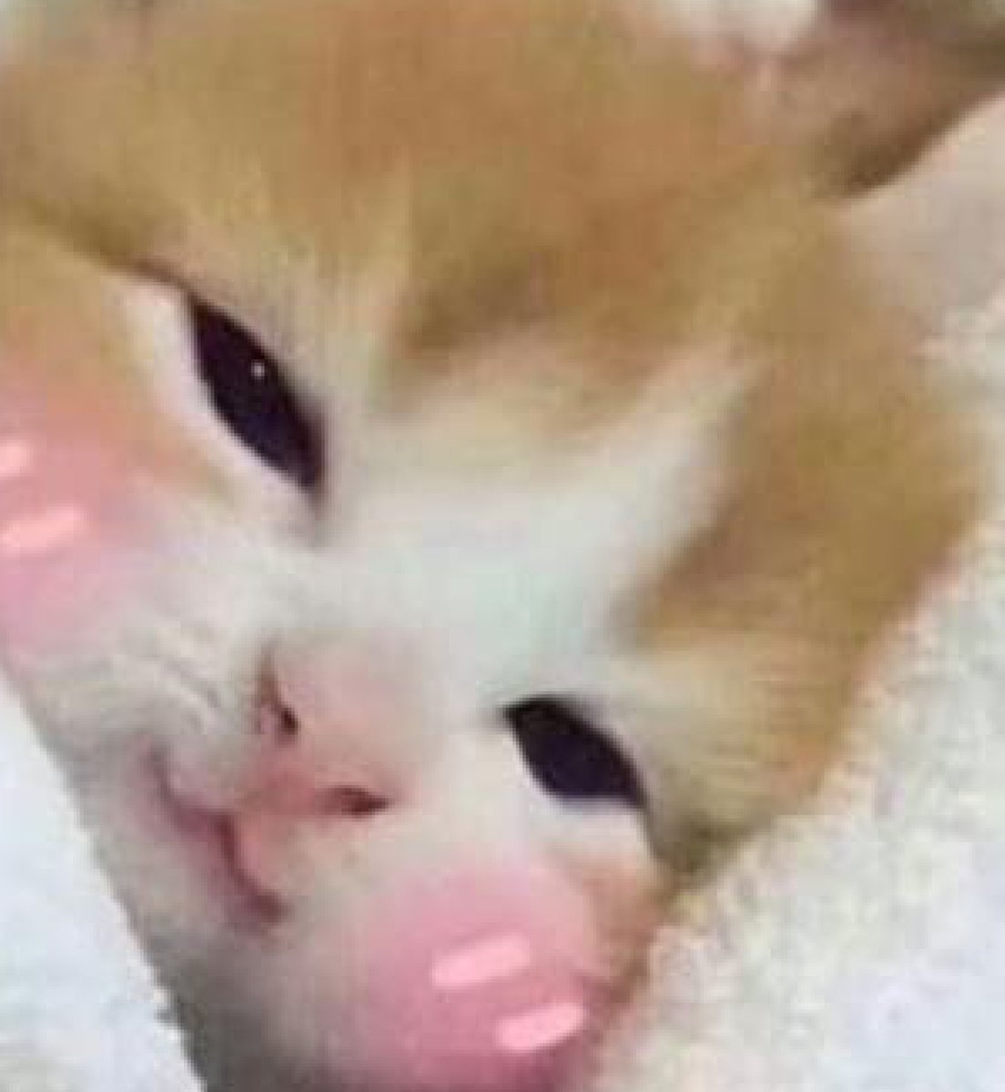 MomochiVT's tweet photo. @MeiruVT Can't wait for u to no longer have to go into that place omg. Toxic. Have a cato: https://t.co/D6KjBYkKo5